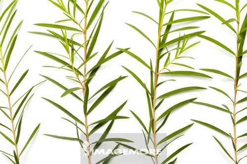 茶树,植物