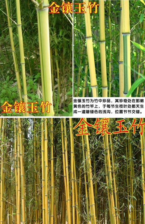 供应 金镶玉竹苗围墙竹子庭院绿化