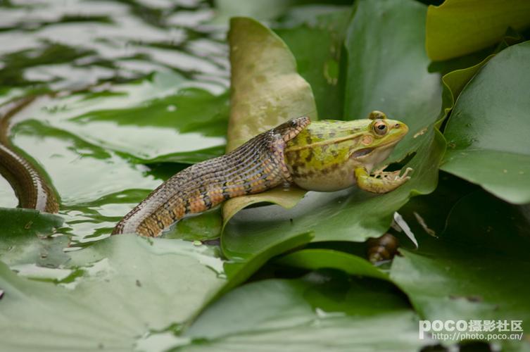 标题:蛇吞青蛙