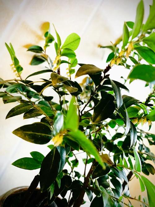 小叶紫檀 开花了_小叶紫檀_摄影_中发发型_延时摄影大赏_家居家装