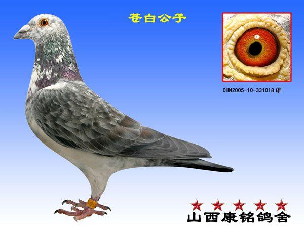 "苍白骑士"直孙苍白公子_山西康铭鸽舍_ ag188.com爱