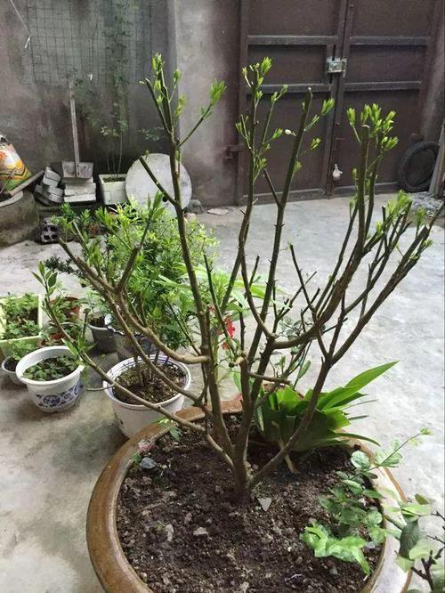 当然,修剪的时候,也要兼顾整个株形,使得金桔继续维持漂亮的蘑菇头