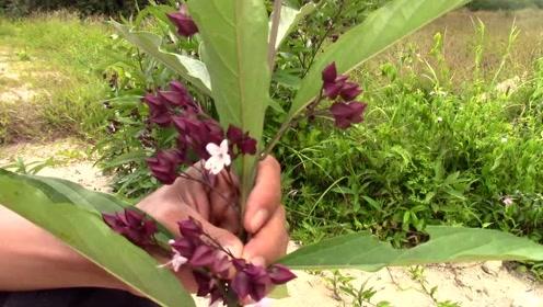 有网友认识这种植物吗?叫鬼点火,是一种珍贵的草药