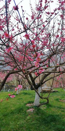 记录合肥匡河公园梅花 2020年3月1日拍