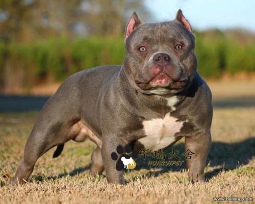 美国恶霸犬 大头版比特犬 美国引进纯种恶霸犬 伴侣