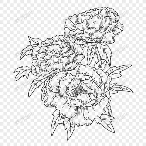 手绘牡丹花简笔画线描