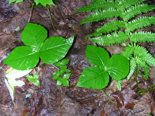 the leaves grow in groups of three similar to poison ivy.