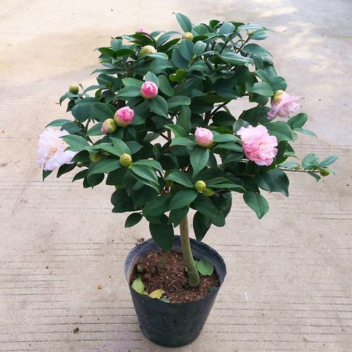 一折恨天高茶花苗_恨天高牡丹绿植盆景开花山茶花花卉龙沙宝石茶花