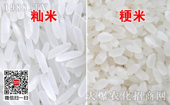 粳米和籼米的区别