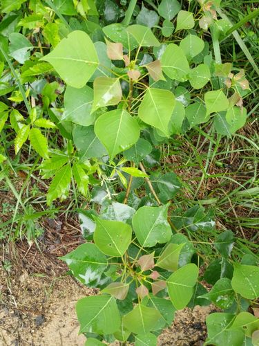 木子树又名乌臼树,药用其根皮,此为木子树枝.