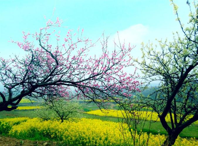 春意融融,桃李芬芳