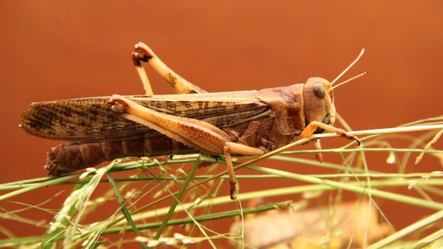 高清蝗虫图片(4/11)