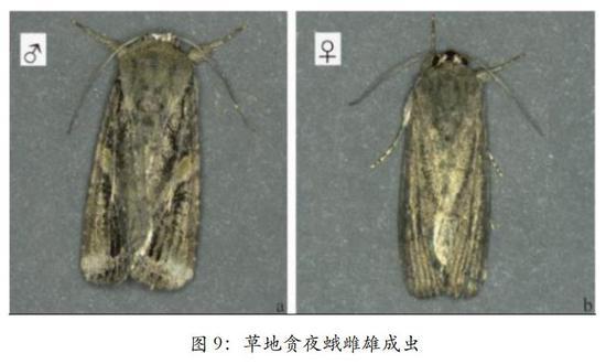 虫虫欲动简析中东蝗灾和国内草地贪夜蛾对新季农产品的影响