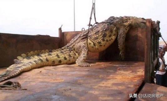 世界上最大的动物盘点十种超级巨无霸生物