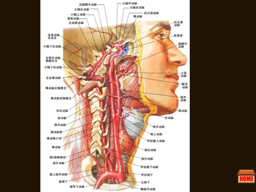 头颈部的动脉