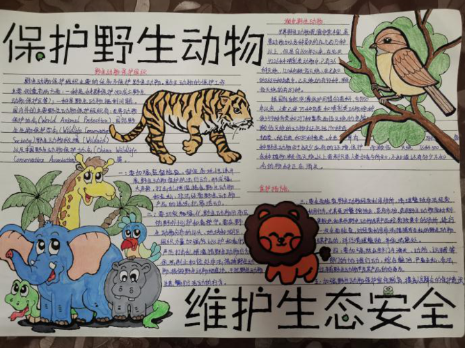 【战"疫",我们在行动】"保护野生动物"手抄报作品展(上)