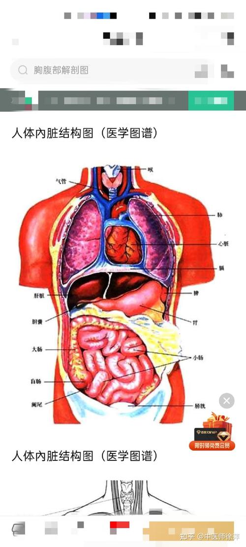 脾胃是在胸膈之上,还是下?