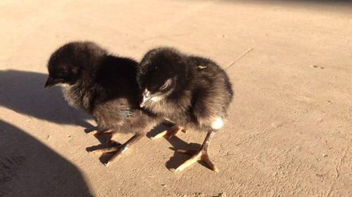 [斗鸡苗批发] 斗鸡苗价格20元/只 - 惠农网