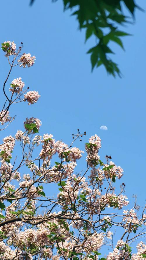 看看吧,那粉紫色的花儿一束又一束,开的多么热烈!犹如一只只朝天齐奏