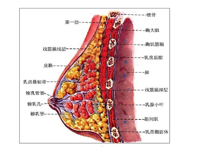 乳房的解剖结构