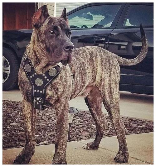 禁养犬加纳利犬,不仅打得过比特犬,还经常伤人甚至致死的狗狗