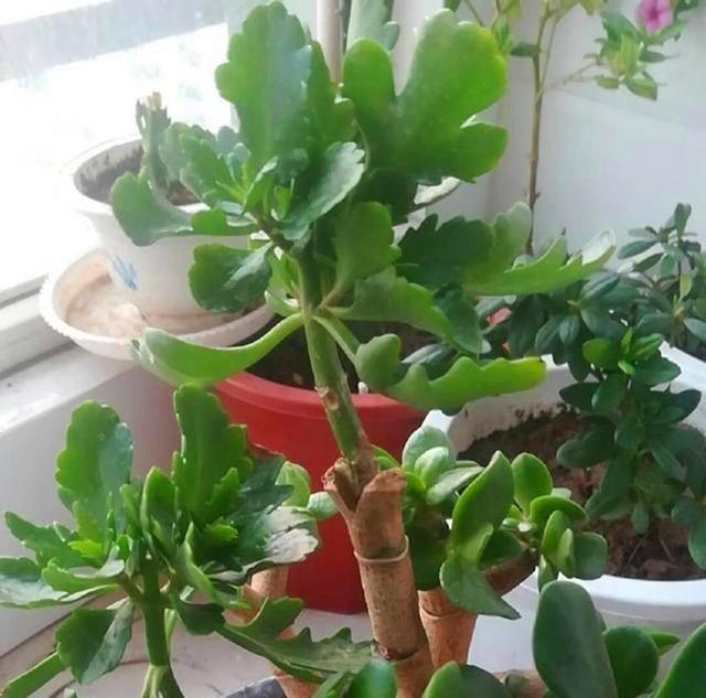 玉树嫁接长寿花,美了美了,果然不出所料,长成了一棵