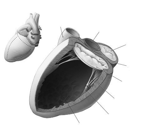 肺动脉   主动脉   三尖瓣   二尖瓣(前叶)   二尖瓣(后叶)   腱索