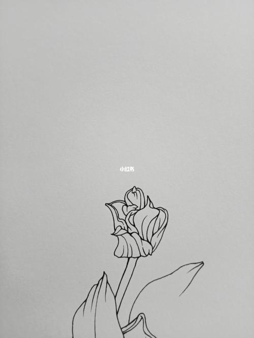 花卉速写-美人鱼郁金香_速写_郁金香_花卉_绘画_极优怎么样_绘画日常