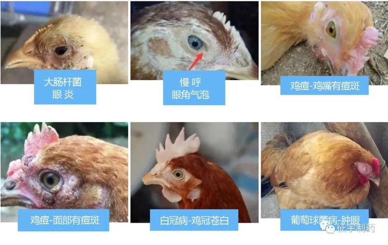养鸡鸡病图表汇总教你快速辨别鸡常见病