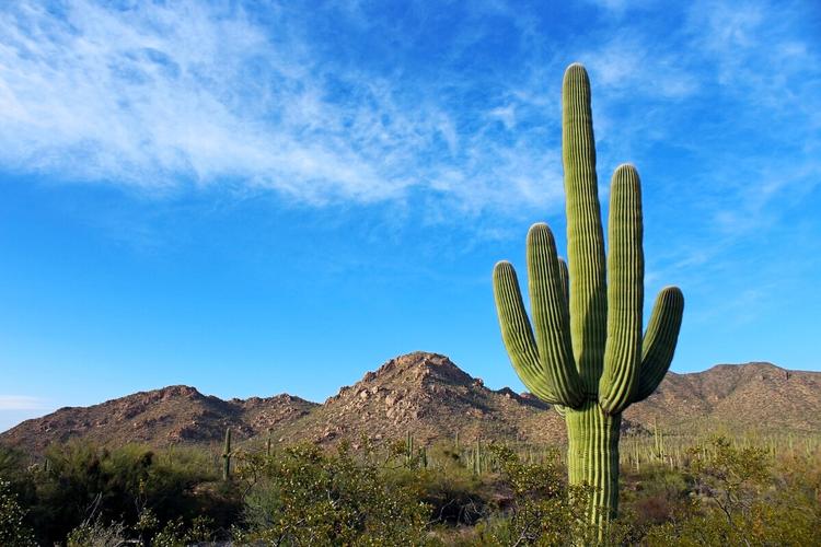 屹立在沙漠中的巨人仙人掌saguarocactus