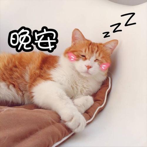 表情包 晚安