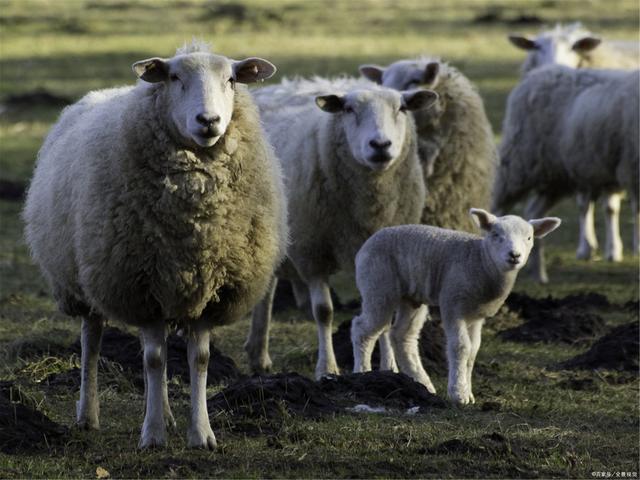 black sheep是什么意思?黑色的绵羊吗?