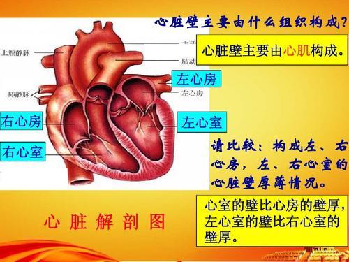 心脏和血液手抄报 手抄报简单又漂亮