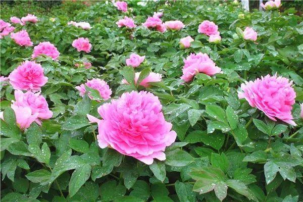 宁波北仑惊现万株牡丹花海!周末门票仅29.