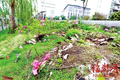 横江渡百米绿廊,有些地方被人践踏,杜鹃被踩得七零八落