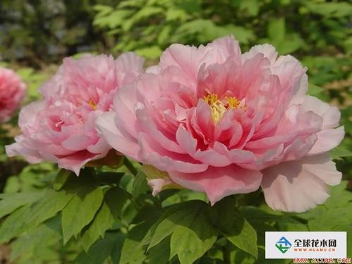 牡丹花图片大全 牡丹花资料