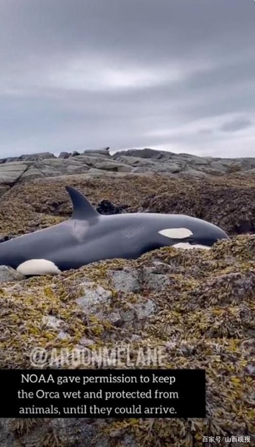虎鲸搁浅岸边岩石,人类拎着桶给它浇水6小时!总算活了!
