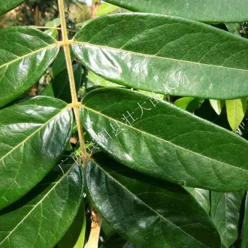 广西大叶牛大力大叶牛大力种苗小苗