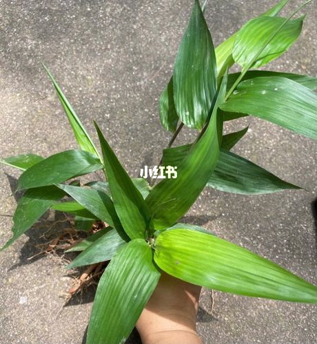 淡竹叶_植物_医疗健康_医疗药品