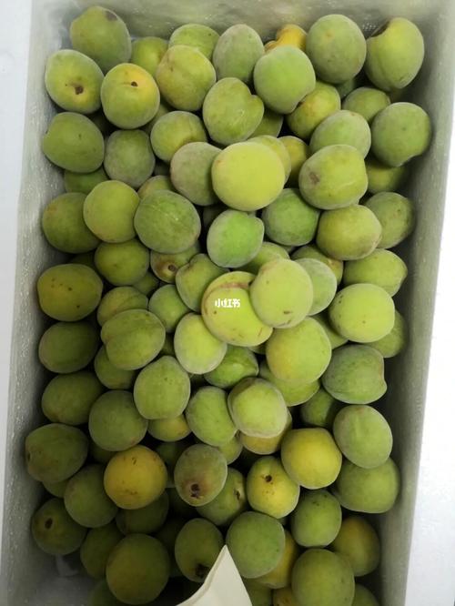 青梅还是青杏啊?准备泡酒,生怕被坑,求告知_青梅_美食