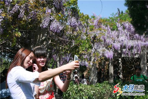 今年五一 龙口南山千年野生紫藤花与您有约