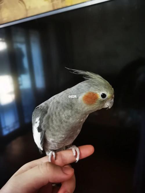 居然是只母原始灰t^t_玄凤_感冒_社交_手养玄凤