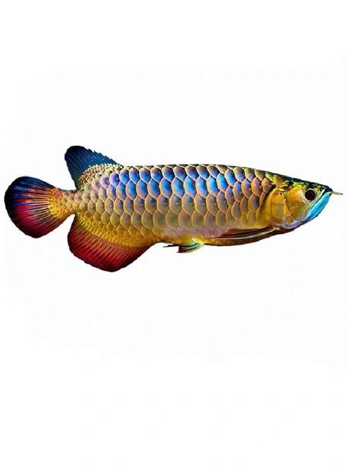 红龙鱼鱼苗古典过背金龙鱼鱼苗蓝底过背 超血辣椒红龙