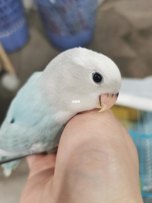 手养鹦鹉,牡丹鹦鹉松石闪派_鹦鹉_牡丹_松石_宠物_宠物其他