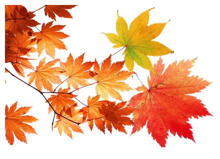 金色枫叶落叶金秋叶子清秋飘落前景影楼设计素材摄影后期免抠png装饰