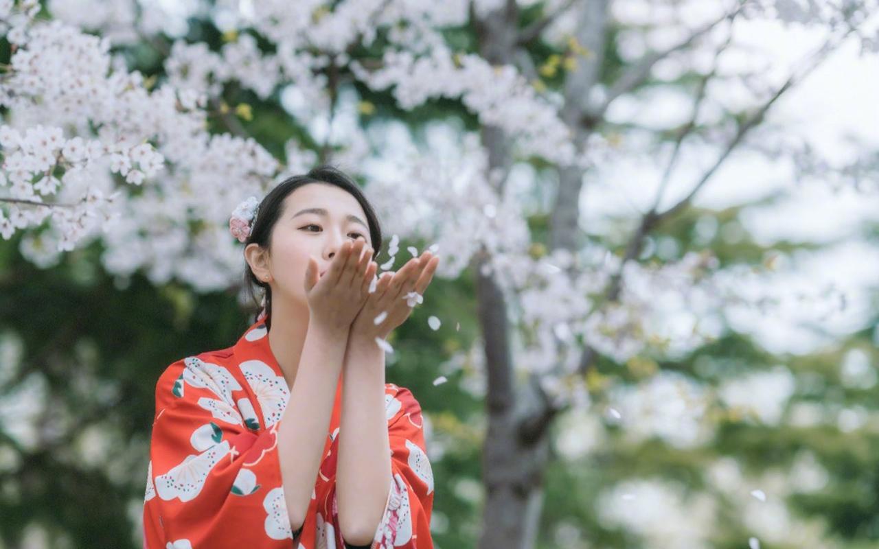 樱花树下的和服美女图 你是我的什么