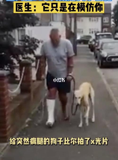 狗狗学主人瘸腿,是真的狗!_狗狗_搞笑日常_宠物_狗