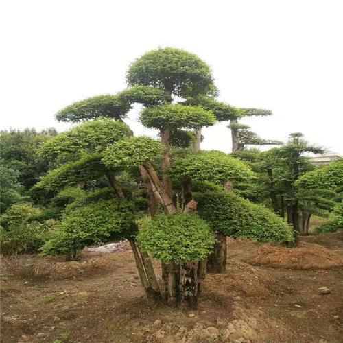 基地批发 造型小叶女贞 造型精美 工程绿化景观树