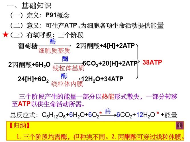 一轮复习——呼吸作用