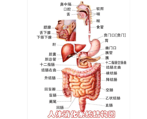 十二指肠在哪个位置图